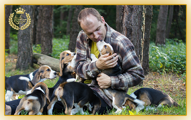 Beagle szczeniaki z wieloletnią tradycją i doświadczeniem hodowlanym.